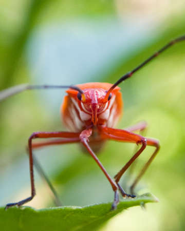 A close-up of a red bug on a green leaf.の写真素材