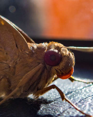 A closeup shot of a butterfly on a black background with a blurred backgroundの写真素材