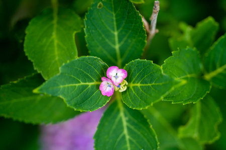 Ajisai ajisai Shimoda Parkの写真素材