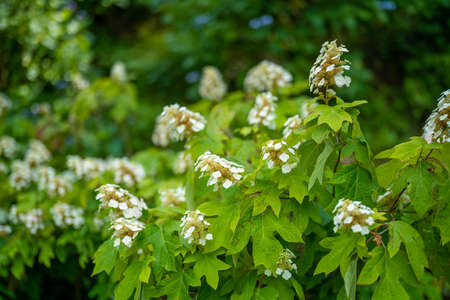 Ajisai ajisai Shimoda Parkの写真素材