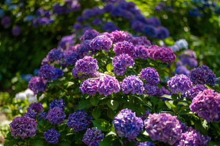 Ajisai ajisai Shimoda Parkの写真素材
