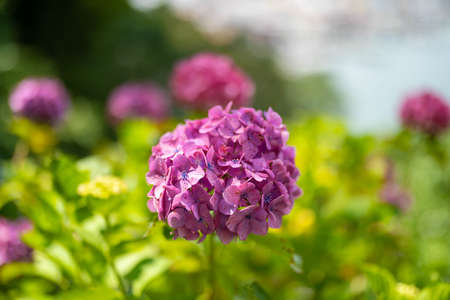 Ajisai ajisai Shimoda Parkの写真素材