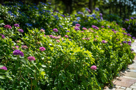 Ajisai ajisai Shimoda Parkの写真素材