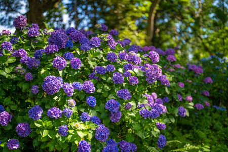 Ajisai ajisai Shimoda Parkの写真素材