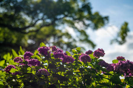 Ajisai ajisai Shimoda Parkの写真素材