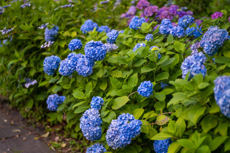 Ajisai ajisai Shimoda Parkの写真素材