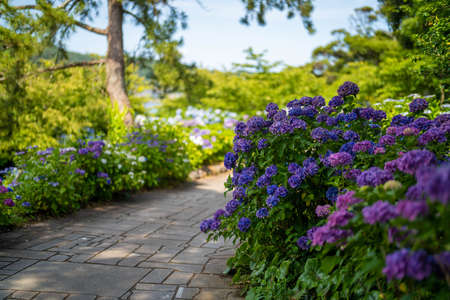 Ajisai ajisai Shimoda Parkの写真素材