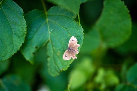 Ajisai ajisai Shimoda Parkの写真素材