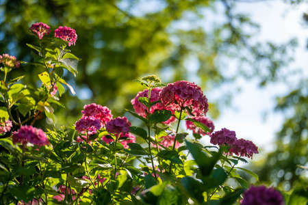 Ajisai ajisai Shimoda Parkの写真素材