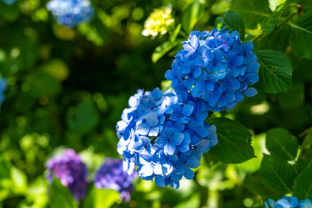 Ajisai ajisai Shimoda Parkの写真素材