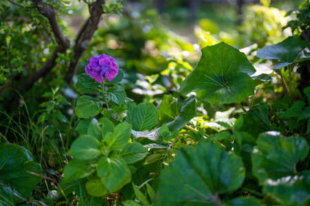 Ajisai ajisai Shimoda Parkの写真素材