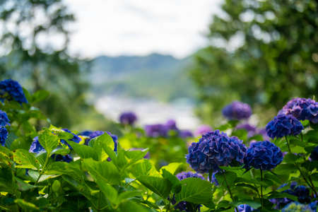 Ajisai ajisai Shimoda Parkの写真素材