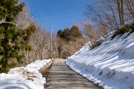 Snowy road in the forest with blue sky in winter season.の写真素材
