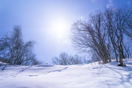 Beautiful winter landscape with snow covered trees and blue sky in sunny dayの写真素材