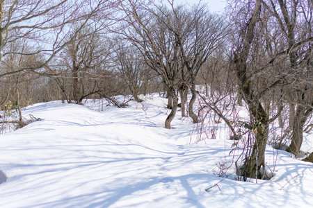 Trees in the snow in the winter forest. Winter landscape.の写真素材