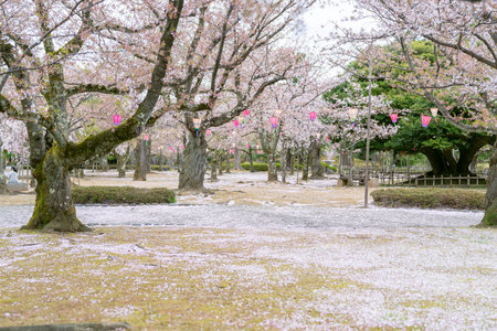 Cherry blossoms in full bloom in a park in Tokyo, Japanの写真素材