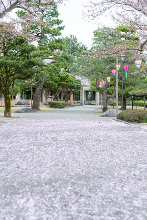 Japanese garden with cherry blossom trees and lanterns in Tokyo, Japanの写真素材