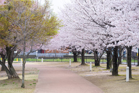 Cherry blossoms blooming in the park at springtime.