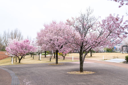 Cherry blossoms in full bloom in the park in spring.の写真素材