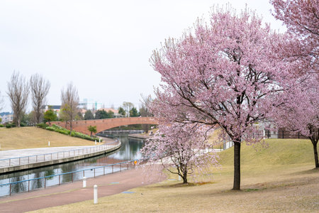 Cherry blossoms in full bloom in the city park in springの写真素材