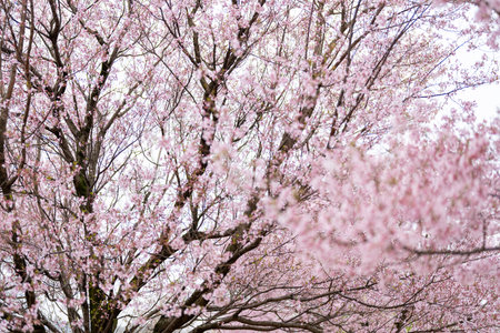 cherry blossom in spring season, pink sakura flower backgroundの写真素材