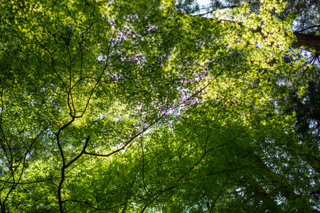 forest trees view from below into the sky. nature green wood sunlight backgroundsの写真素材