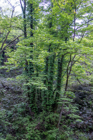 Beautiful view of green trees in the forest. Spring time.の写真素材
