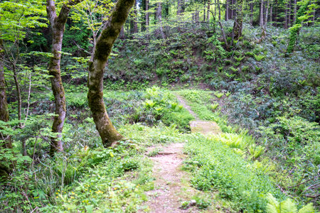 Trail in the forest with ferns and fernsの写真素材
