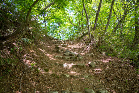 Hiking trail in the forest, Phu Kradueng National Park, Loei, Thailandの写真素材