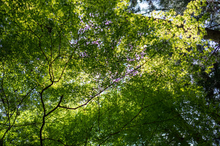Looking up at the canopy of trees in a forest in spring.の写真素材