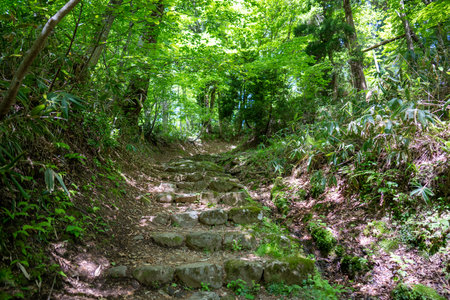 Stone stairs in the green forest at summer day. Landscape.の写真素材