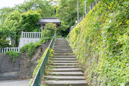 View of the keya Kurotatsu Shrine in Fukui City, Fukui Prefecture, Japan.の写真素材