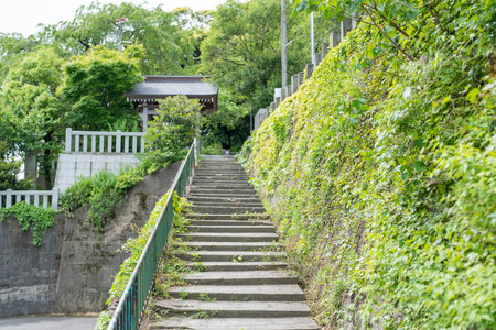 View of the keya Kurotatsu Shrine in Fukui City, Fukui Prefecture, Japan.の写真素材