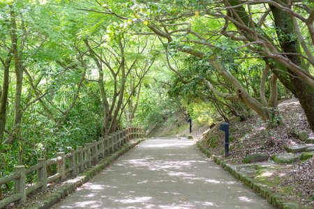 Walkway in the park with green trees and grass in summer.の写真素材