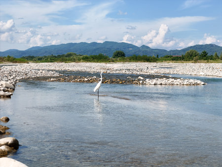 A white bird is standing in the water near a rocky shore. The bird is a crane and is looking out over the water. The scene is peaceful and serene, with the bird being the focal point of the imageの写真素材