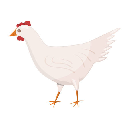 Vector character cartoon white chiken, eps 10のイラスト素材
