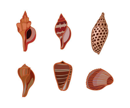 Tropical shells underwater icon set frame of sea shells, vector illustration. Vector illustration.