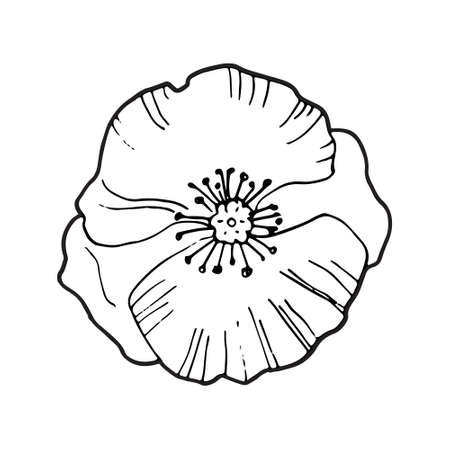 Hand drawing single poppy flower isolated on white ,top view, vector black and white doodleのイラスト素材
