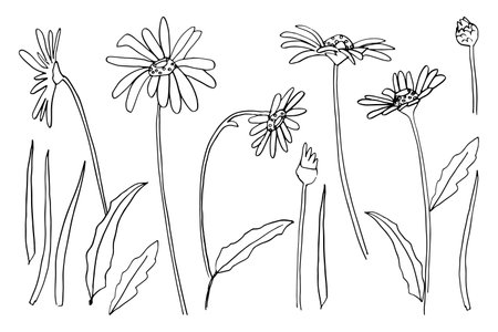 Vector set of ink drawing wild flowers, monochrome artistic botanical illustration, isolated floral elements, hand drawn illustration.のイラスト素材
