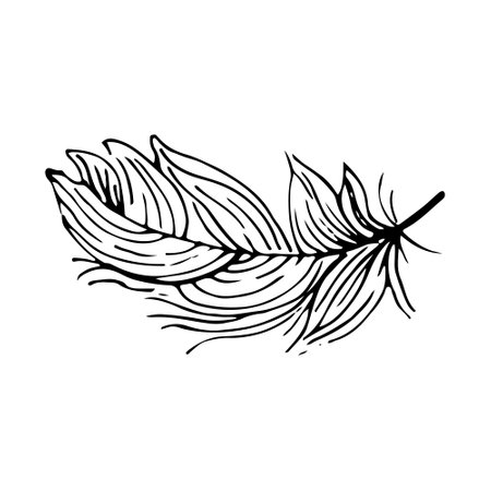 Hand drawn feathers. Vector doodle illustration. Isolated on white backgroundのイラスト素材