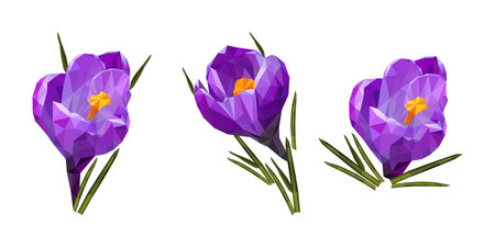 Colorful polygonal style design of blooming violet crocus flower. vectorのイラスト素材