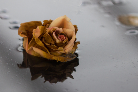 Roseblossom in the waterの写真素材