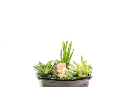 succulent green plants in a pot with white leaves on a white backgroundの写真素材