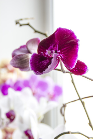 White orchid plant with flowers in pot on window still, front view. Houseplants decoration and home interior. phalaenopsisの写真素材