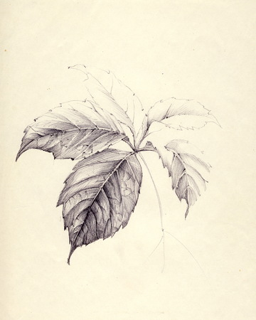 Hand drawing leaf of wild grapes. Sketch with ballpoint pen on retro background.の写真素材