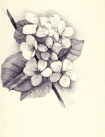 Hand drawing blossoming cherry sakura branch. sketch with a ballpoint pen on a retro backgroundの写真素材