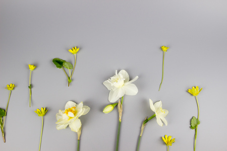 Decoration of Womens Day or Mothers Day. Frame of red tulips, narcissus, hyacinths and flowers muscari on white background with space for text.の写真素材