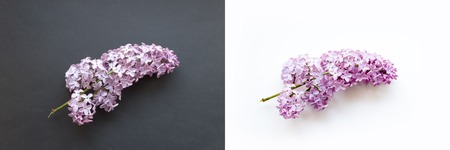 frame of branches and flowers of lilac on a white and black background. blank for cards for spring, Easter, mother's day, women's day, Valentine's day. top view, copy space concept flat layの写真素材