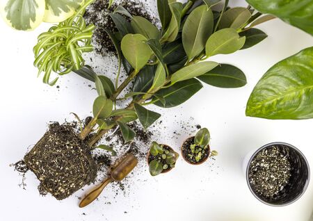 Unrecognizable woman transplanting ficus houseplants sitting on wooden floor. Womans hands...