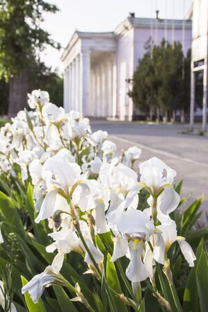Blossoming white iris in a spring garden, white flowers, iris flowers on a blurry background, blank...